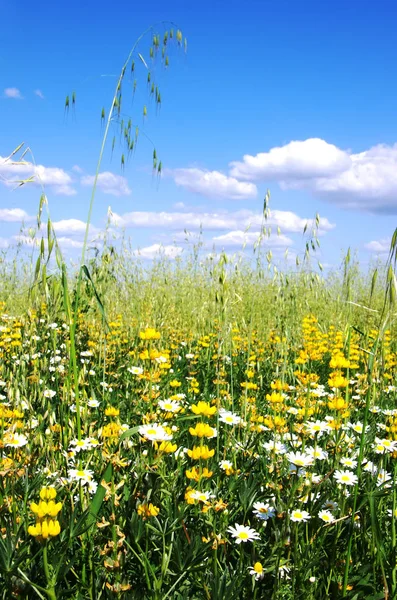 Vilda blommor och gräs mot blå himmel — Stockfoto