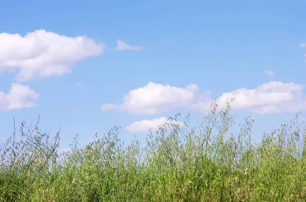 spikes of green oats  against blue sky with clouds