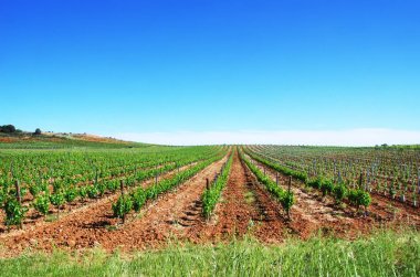 alentejo Field'da yeşil bağ