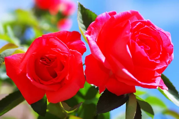 Two Beautiful Red Roses Blue Sky — Stock Photo, Image