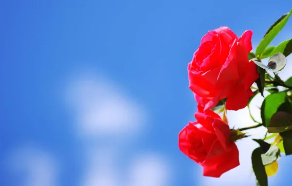 two red roses on a blue sky background
