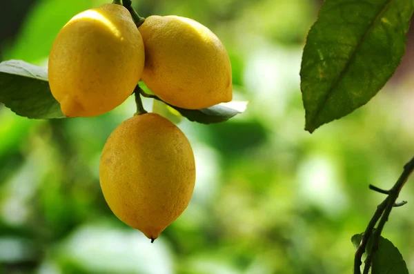 Κίτρινα Λεμόνια Που Κρέμονται Στο Δέντρο — Φωτογραφία Αρχείου