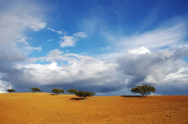 Trees in plowed field, clouds in sky — Stock Photo, Image