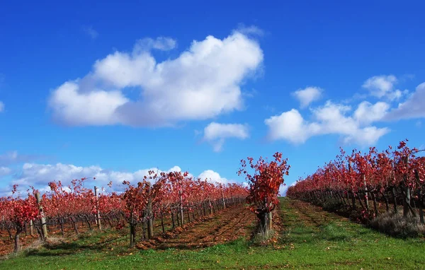 Outono paisagem vinícola, região alentejana, Portugal — Fotografia de Stock