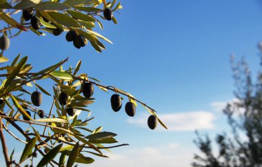 Gökte dallar üzerinde siyah zeytinler