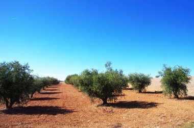 Portekiz güneyinde zeytin ağacı