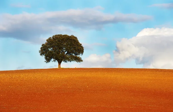 Uma árvore no campo da região alentejana — Fotografia de Stock
