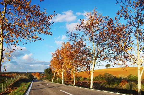 Autumn road at south of Portugal — Stock Photo, Image