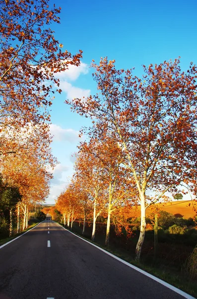 Autumn road at south of Portugal — Stock Photo, Image