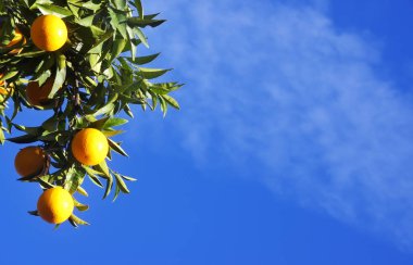 mavi gökyüzünde turuncu bir dal