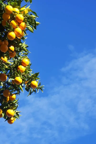 Pomarańcze Wiszące Gałęziach Błękitne Niebo — Zdjęcie stockowe