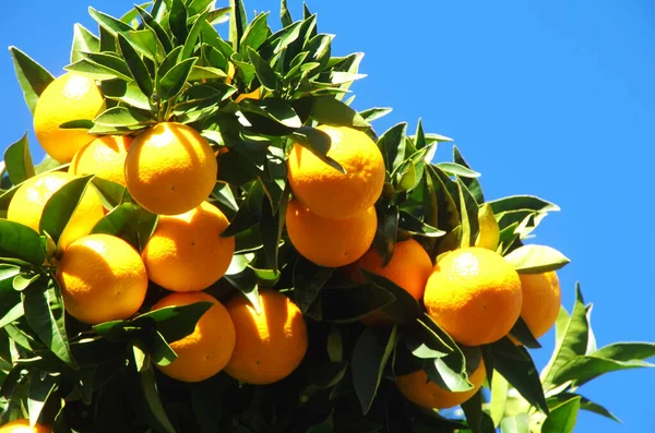 Manojo Naranjas Maduras Ramas — Foto de Stock