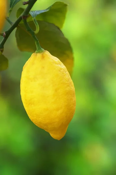 Limón Amarillo Colgando Rama — Foto de Stock