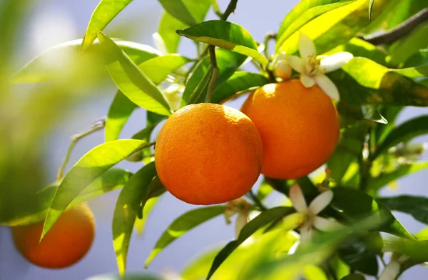 나뭇가지에 오렌지 — 스톡 사진