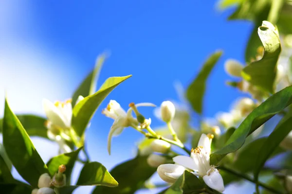 橘子树上的绿叶和白花 — 图库照片