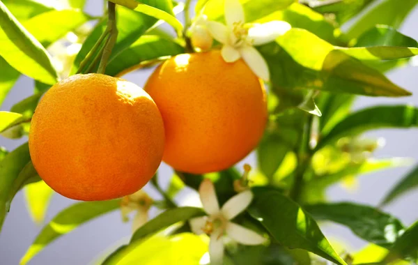 Duas Laranjas Fruir Pendurado Ramos — Fotografia de Stock