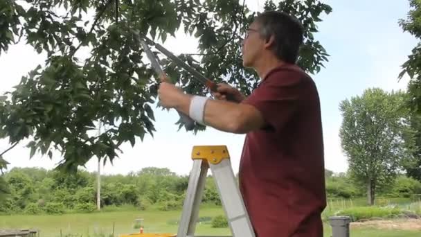 Человек на лестнице обрезает деревья — стоковое видео