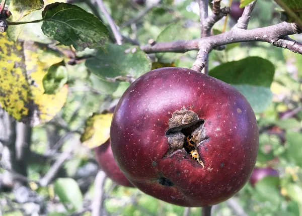 Bug infested apple — Stockfoto
