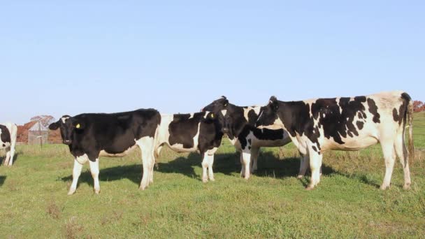 Vacas Holstein en una granja lechera — Vídeo de stock