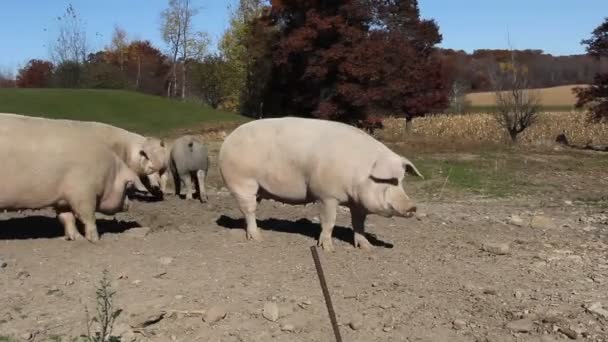 Çiftlik domuzları besleme — Stok video