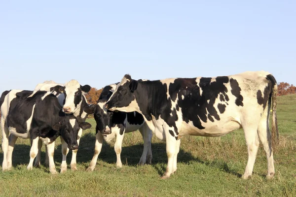 Génisses Holstein sur une prairie du Wisconsin — Photo