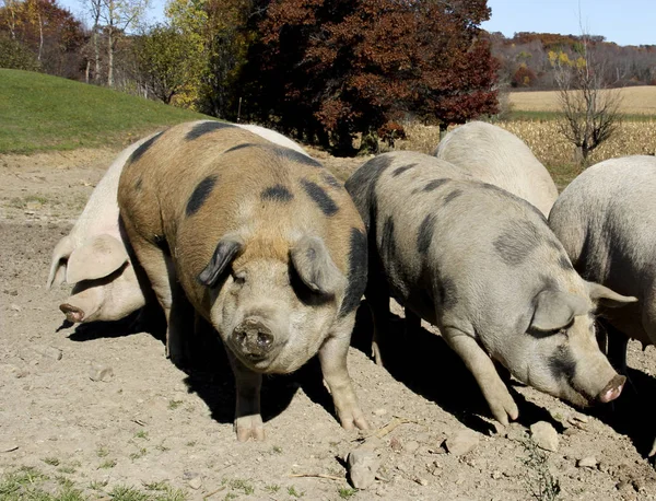 Farm pigs in the hog pen