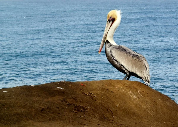 Pelican perched on a beach rock — Stock Photo, Image