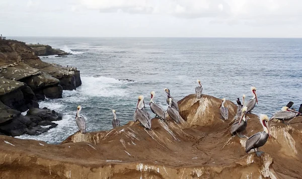 Pelicans  perched on a rock cliff — Stock Photo, Image