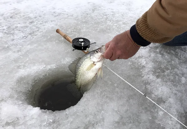 Crappies Icefishing — 图库照片