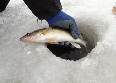 Icefishing Walleyes için