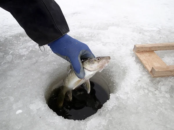 Walleye pegou enquanto a pesca no gelo — Fotografia de Stock