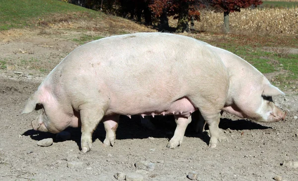 Две свиньи на деревенской ферме — стоковое фото