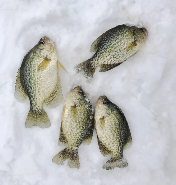 Cattura di Ice Fishing Crappies — Foto Stock