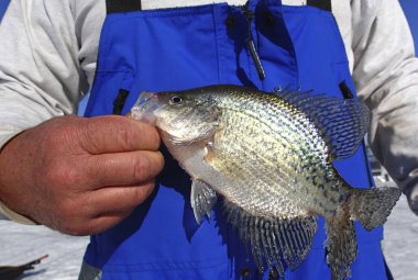 Bir Crappie holding balıkçı balıkçılık buz