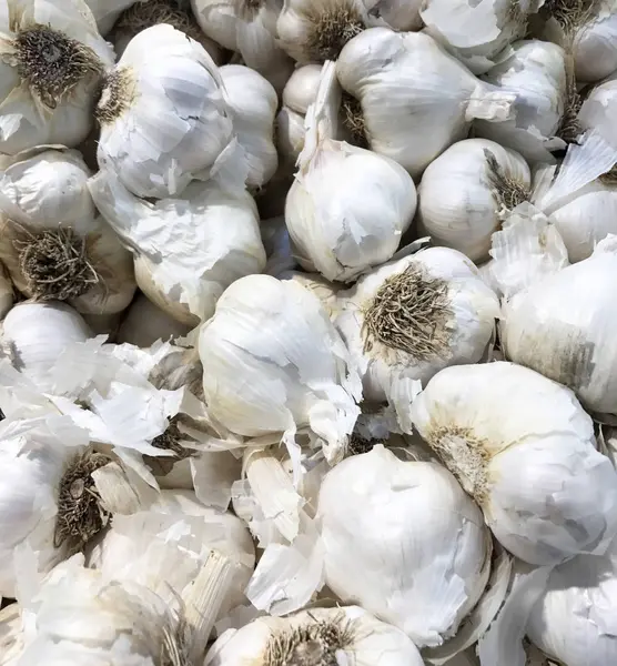 Varios bulbos de ajo crudos hacen un fondo vegetal —  Fotos de Stock
