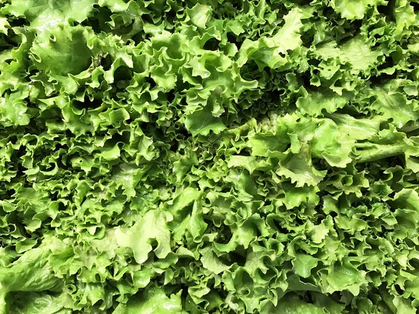 Verse sla maakt een blad plantaardige achtergrond — Stockfoto