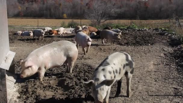 Porcs de ferme dans une porcherie — Video