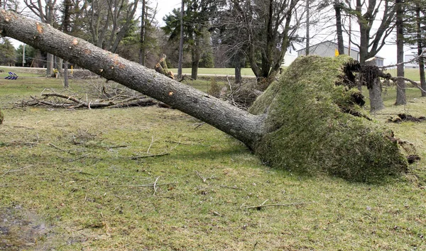 Tree uprooted from wind storms — Stock Photo, Image