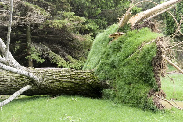 Árbol masivo derribado por un tornado —  Fotos de Stock