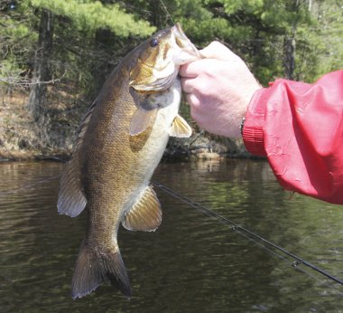 Çengel ve yakalanan küçük ağızlı levrek
