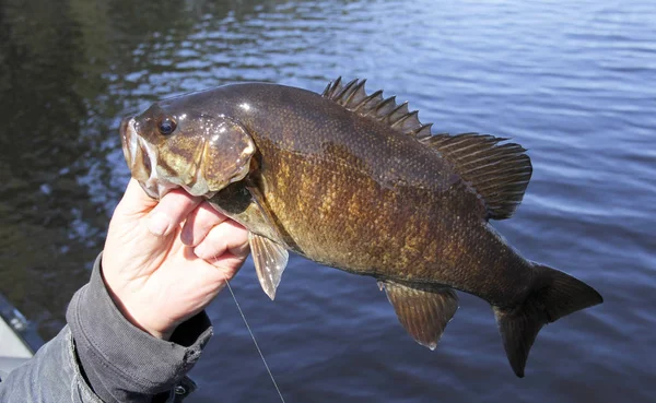 Holding egy smallmouth basszus halász — Stock Fotó
