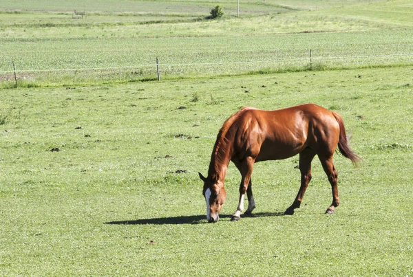 Horse Grazing on a green Pasture — Stock Photo, Image