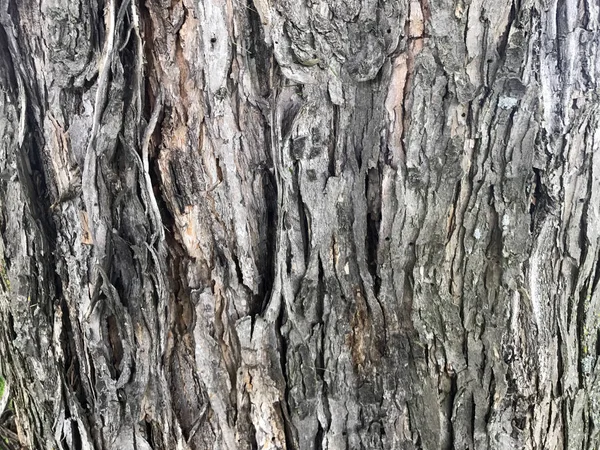 Maple Tree kůra pozadí — Stock fotografie