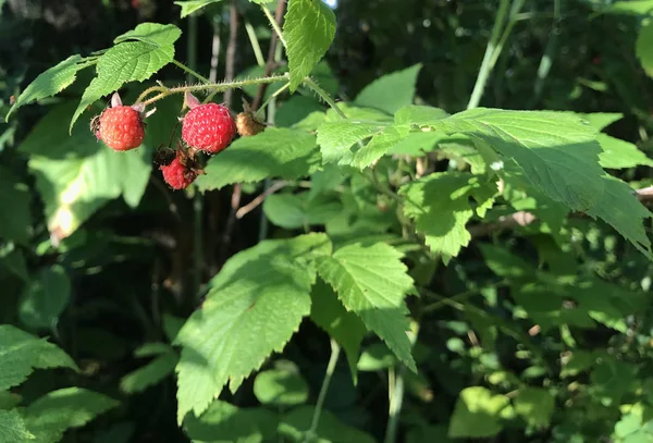 Plantas de framboesa selvagens Gênero Rubus Speciies — Fotografia de Stock