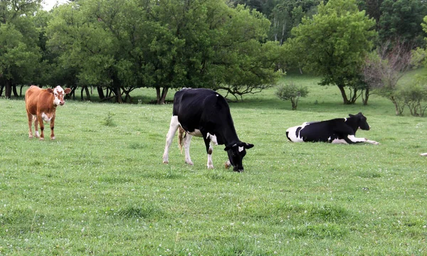 Vacas leiteiras de Wisconsin em um pasto verde — Fotografia de Stock