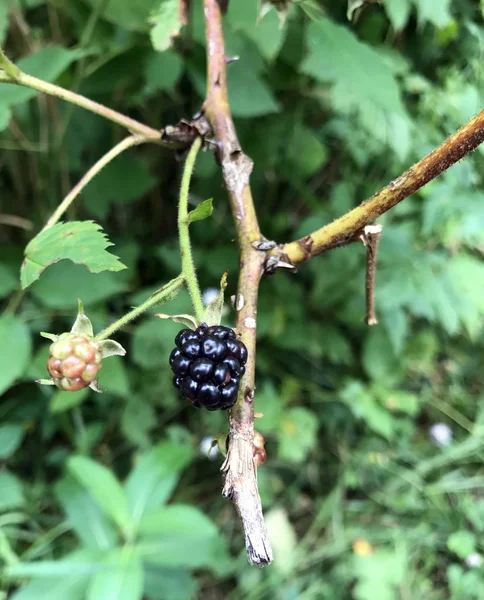 Rubus cins veya yabani böğürtlen çalı — Stok fotoğraf