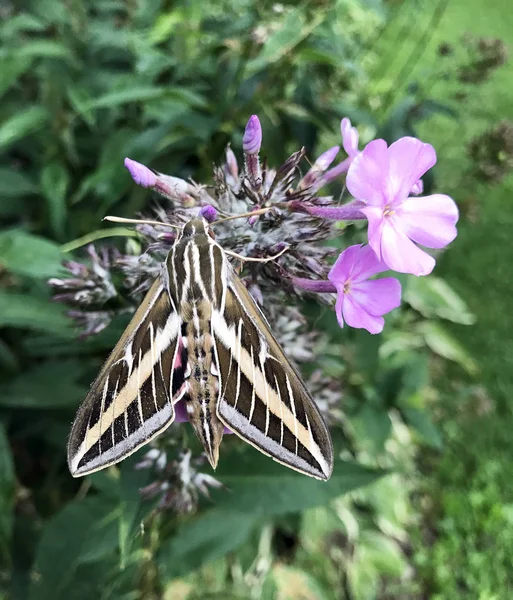 Hummingbird Moth หรือ Hemaris Sp . — ภาพถ่ายสต็อก