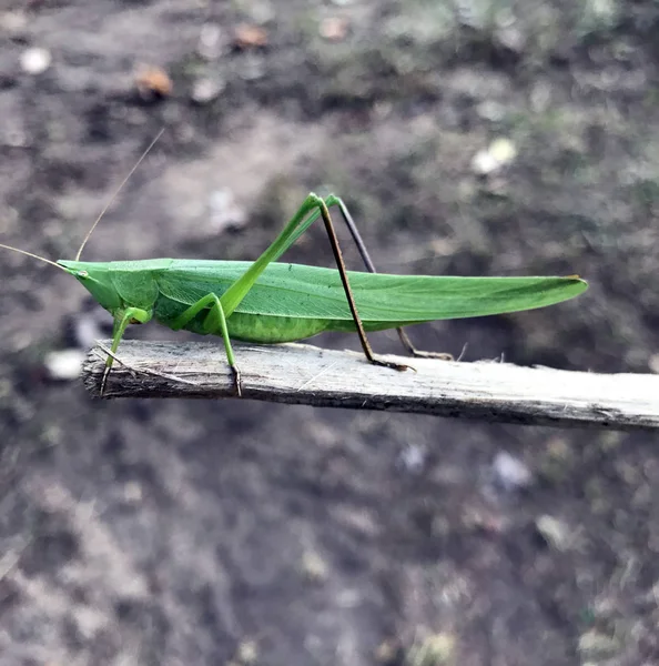 Grön gräshoppa på nära håll — Stockfoto