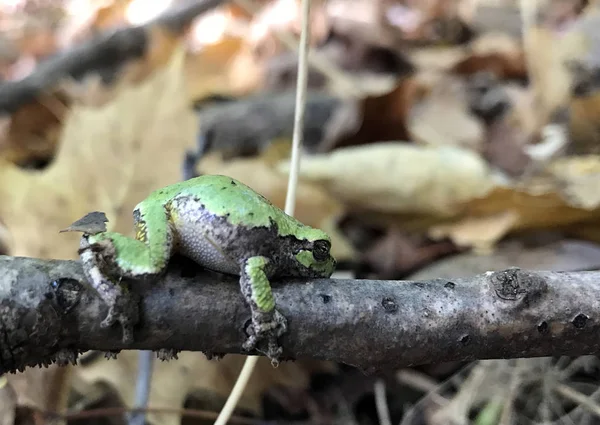 Treefrog na končetiny — Stock fotografie