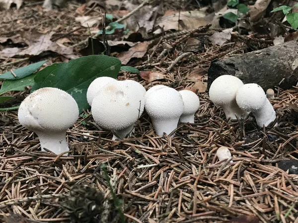 Hongos Puffball en un suelo forestal — Foto de Stock